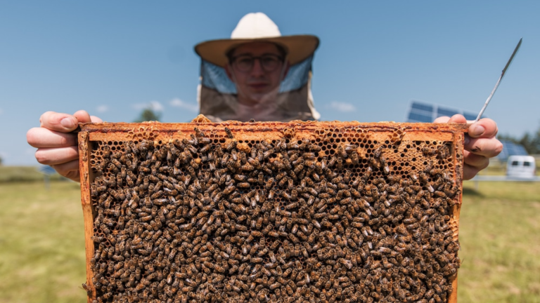 Read more about the article Kas nutiktų, jei bičių nebeliktų? Ar tikrai išnyktų žmonija? (VIDEO su gestų kalba)